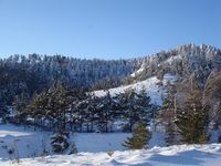 Красота и елочки в виде крестов