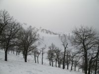 Трасса 11. Все деревья и деревья...