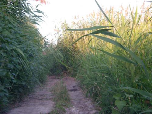 Волга 2006